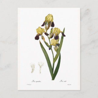 Iris squalens postcard
