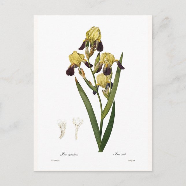 Iris squalens postcard (Front)