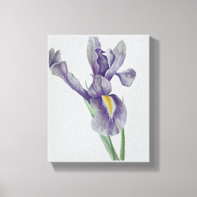 Iris Stretched Canvas Print (Front)
