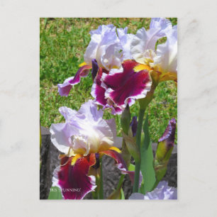 Iris ‘Stunning’ [Postcard] ポストカード Postcard