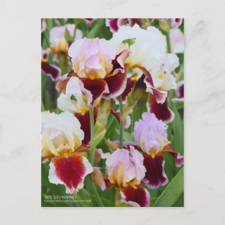 Iris ‘Stunning’ [Postcard] Postcard
