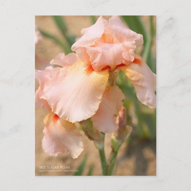 Iris ‘Sugar Plum’  [Postcard] Postcard (Front)