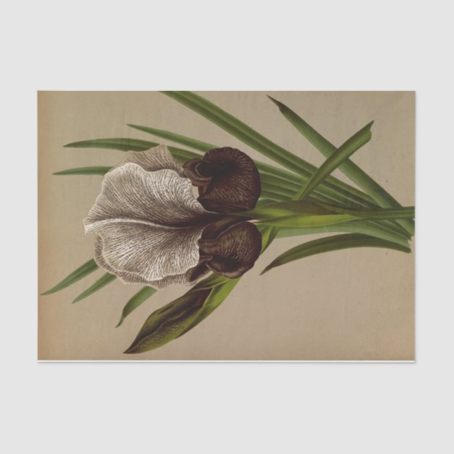 Iris Susiana by Arentina Hendrica Arendsen Tissue Paper (Front)