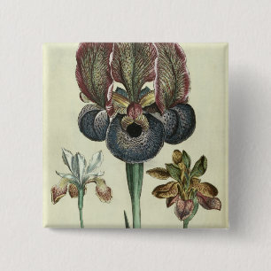 Iris susiana major and Iris bisantina angustifolia 15 Cm Square Badge