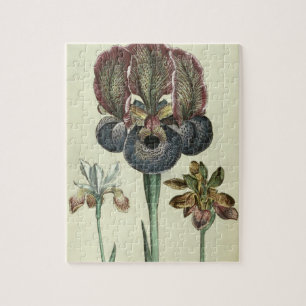 Iris susiana major and Iris bisantina angustifolia Jigsaw Puzzle