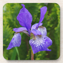 Iris sybirica floral photography