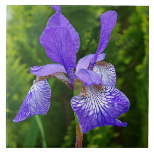 Iris sybirica floral photography  tile