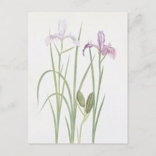 Iris Tenax by William Dykes Postcard