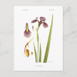 Iris tripetala postcard