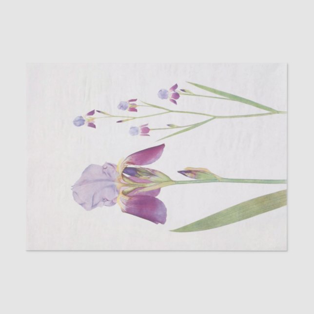 Iris Trojana by William Dykes Tissue Paper (Front)