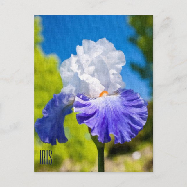 Iris Vertical Postcard (Front)
