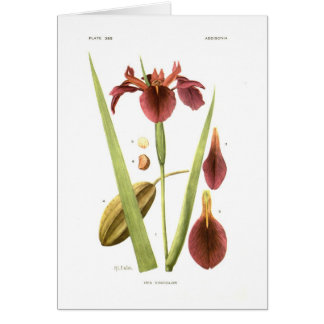 Iris vinicolor by Mary E Eaton