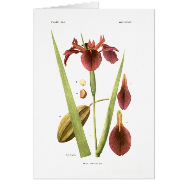 Iris vinicolor by Mary E Eaton (Front)
