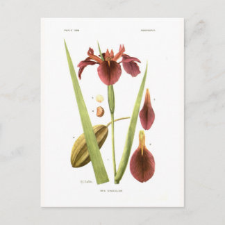 Iris vinicolor postcard