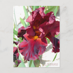 Iris ‘War Sayles’ [Postcard] Postcard