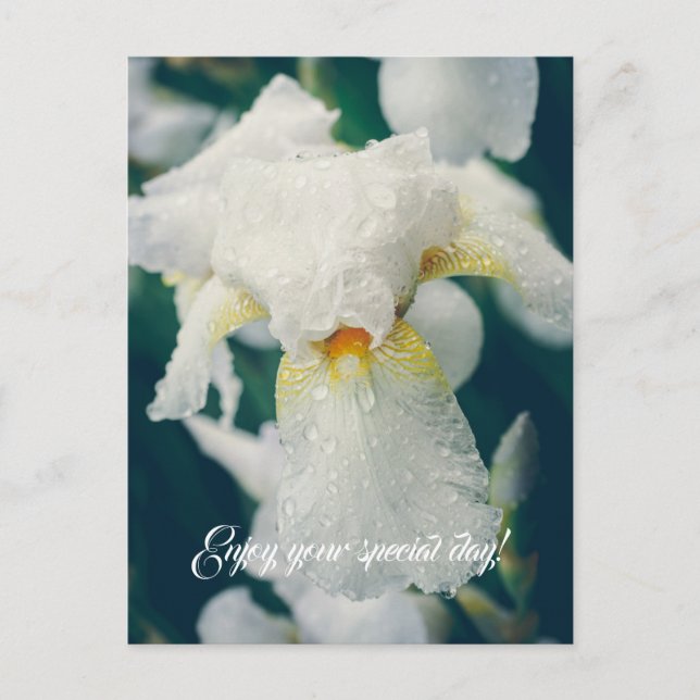 Iris with water droplets  postcard (Front)
