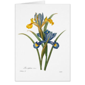 Iris xipheum