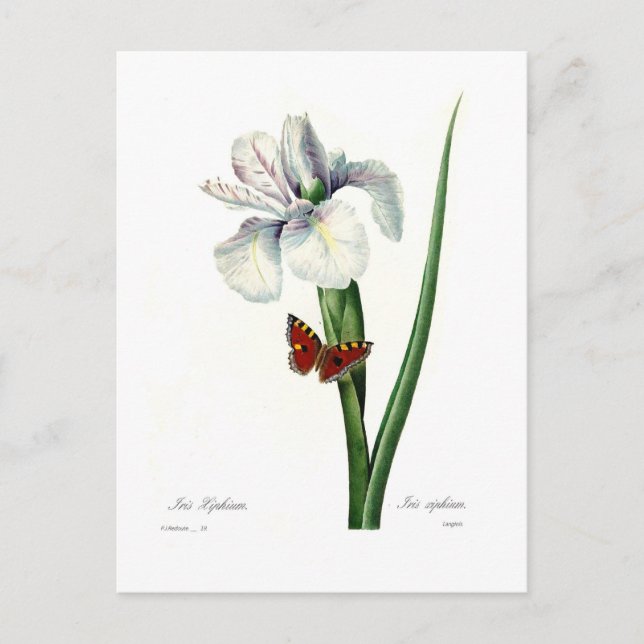 Iris xipheum postcard (Front)