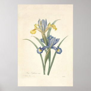 Iris Xiphium Poster