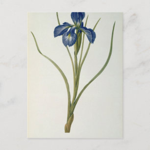 Iris Xyphioides, from `Les Liliacees', 1808 Postcard