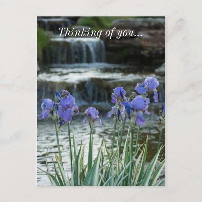 Irises At Chateau Thinking Of You Postcard (Front)