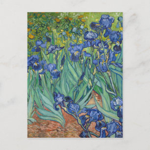Irises by Van Gogh Postcard