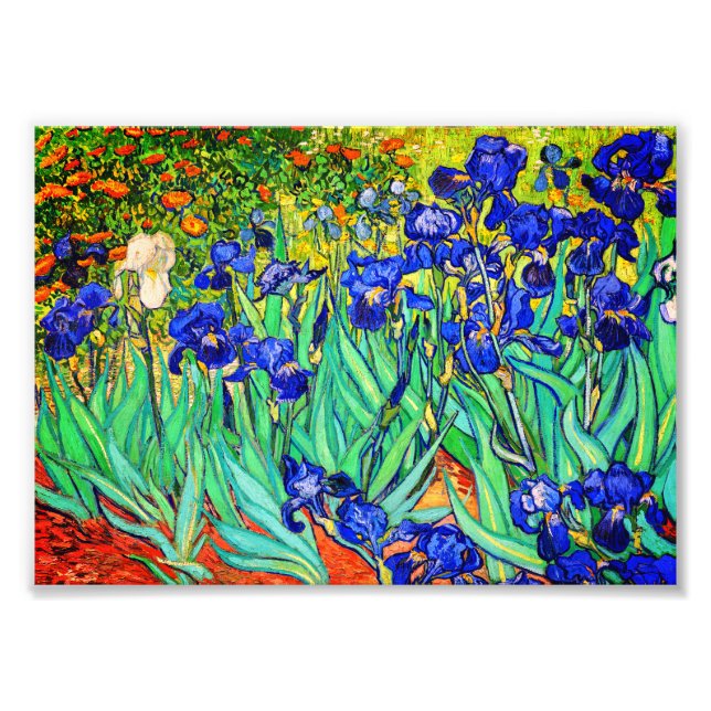 Irises by Vincent Van Gogh Photo Print (Front)