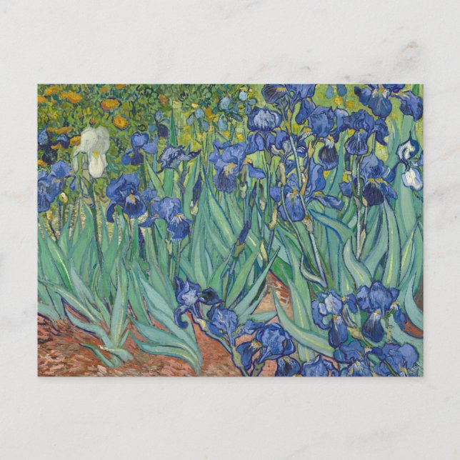 Irises by Vincent Van Gogh  Postcard (Front)