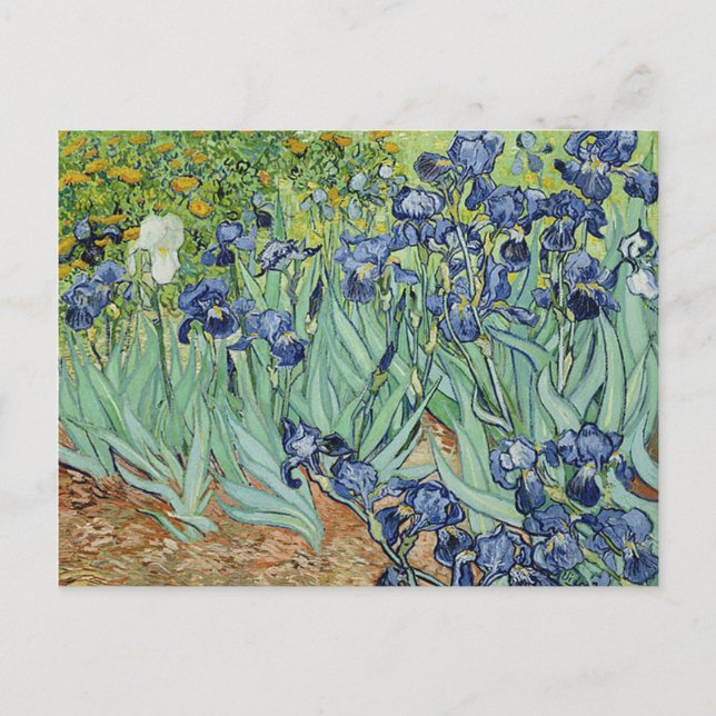 Irises by Vincent van Gogh Postcard (Front)
