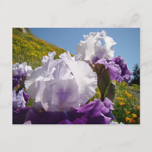 Irises Flower meadow post card Purple White Iris (Front)