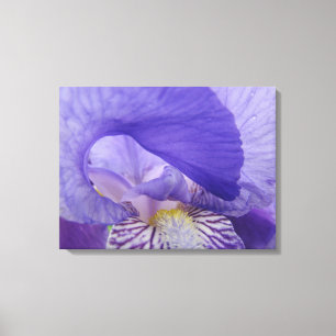Irises Flowers art prints canvas Purple Iris