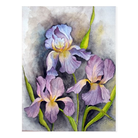 Irises Postcard
