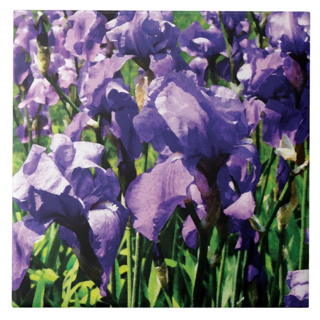 Irises Princess Royal Smith Tile (Front)