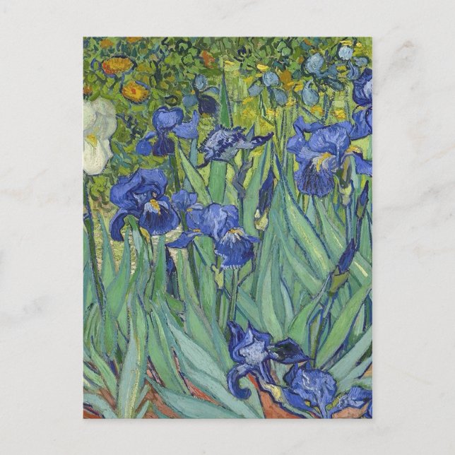 Irises Vincent van Gogh Artwork Holiday Postcard (Front)