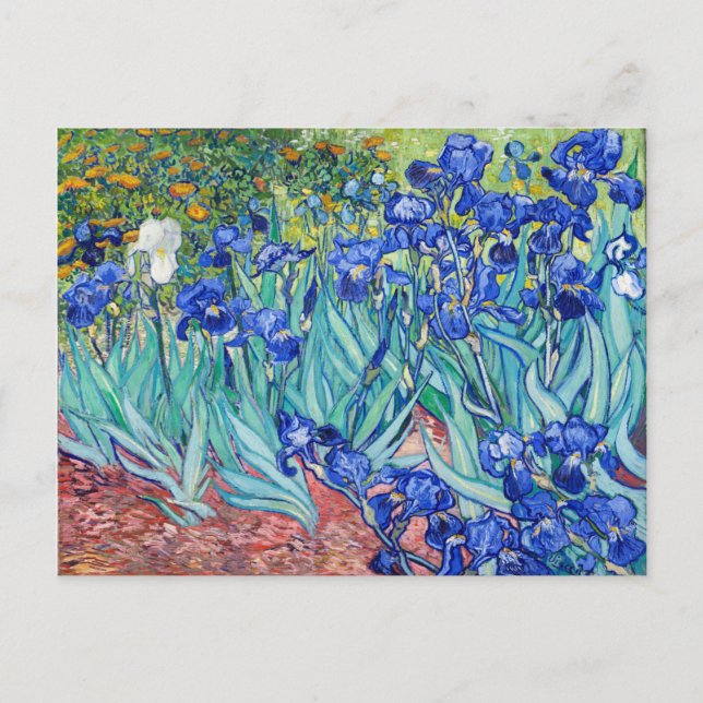 Irises  Vincent van Gogh  Postcard (Front)