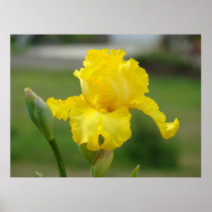 IRISES Yellow Iris Flowers Art Prints Posters