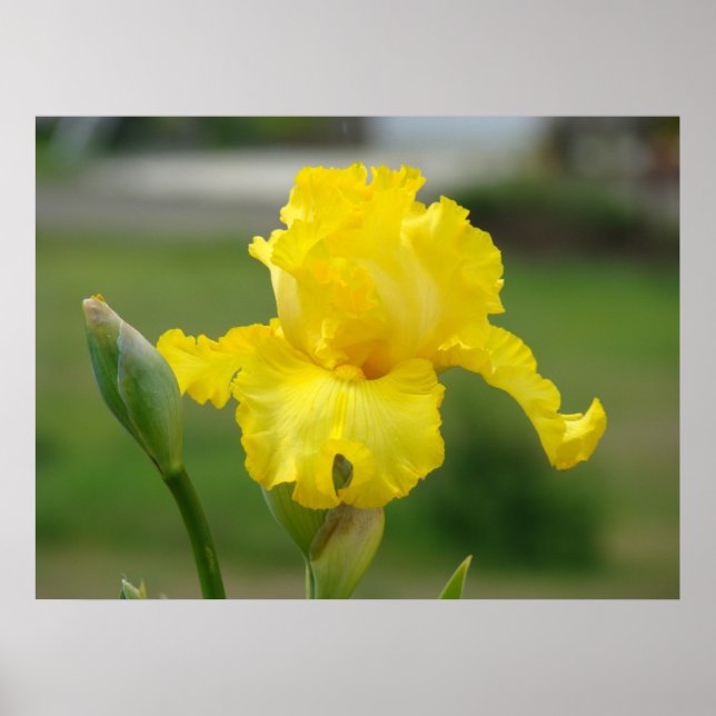 IRISES Yellow Iris Flowers Art Prints Posters (Front)