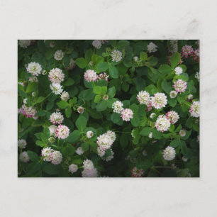 Irish Clovers 4 Leaf Leaves Lucky St. Patricks Day Postcard