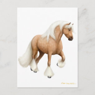 Irish Cob Horse Postcard