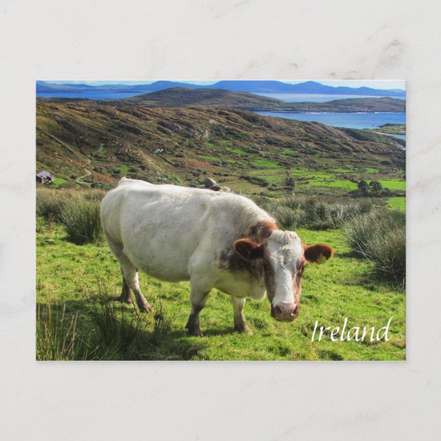 Irish Cow, Ring Of Kerry, Ireland Postcard (Front)