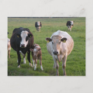 Irish Cows Postcard