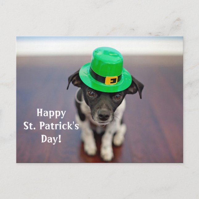 Irish Dog St. Patrick's Day Postcard (Front)