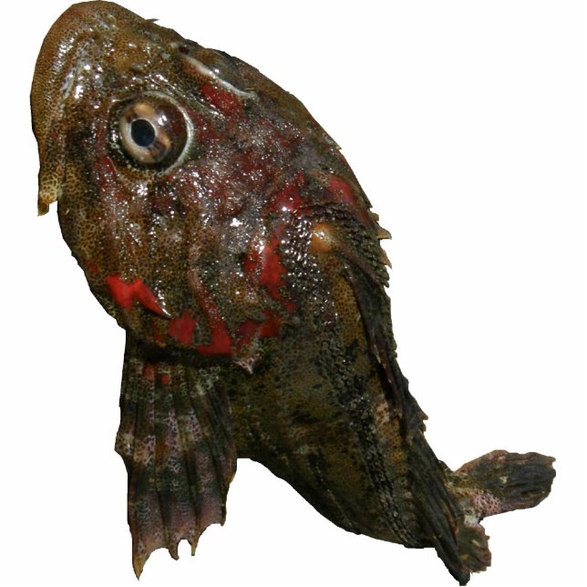 Irish Lord Rock Fish Photo Sculpture Key Ring (Front)