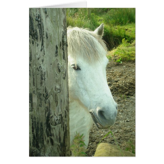 Irish Pony (Front)