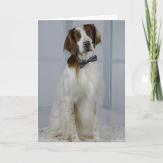 Irish Red and White Setter "Hero" Card