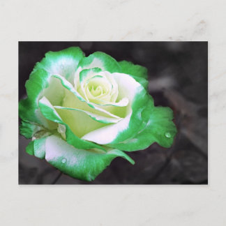 Irish Rose postcard