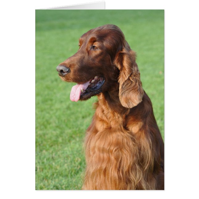 Irish Setter (Front)