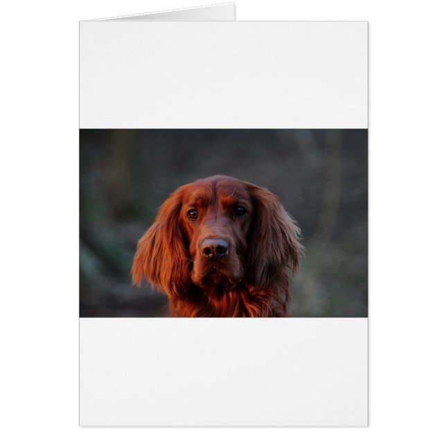 Irish Setter (Front)