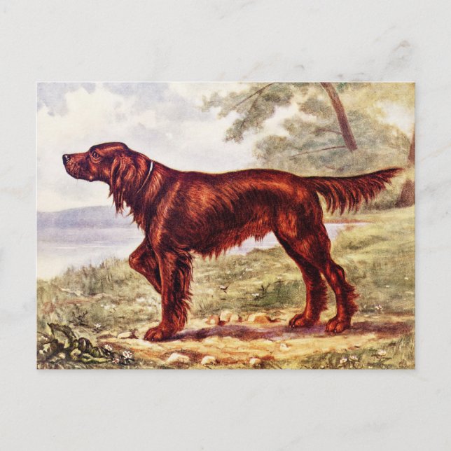 Irish Setter 1900 Illustration of Sporting Dog Postcard (Front)