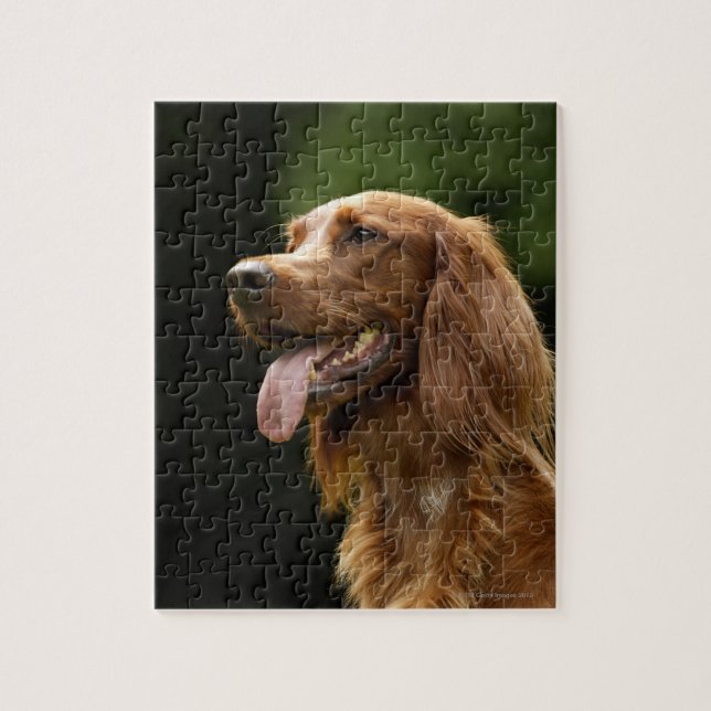 Irish Setter 2 Jigsaw Puzzle (Vertical)